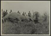 George Eastman and native hunters beside dead elephant, African Safari
