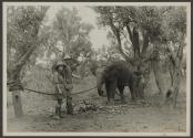 Osa Johnson and man beside tied up elephant, African Safari