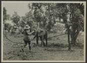 Osa Johnson and agitated elephant, African Safari