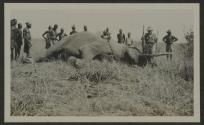 George Eastman and hunting companions with dead elephant, African Safari