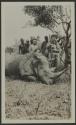George Eastman and hunting companions with dead rhino, African Safari
