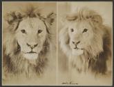 Osa Johnson's Lions from African Safari