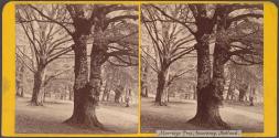 Marriage Tree, Inveraray