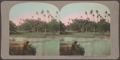A palm grove on the Mauna Loa River, Honolulu, Hawaii