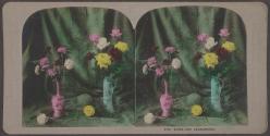 Roses and Carnations
