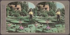 A 200-pound Man Supported on a Water Lily Leaf