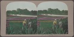 'Mid brilliant blooms, Washington Park, Chicago