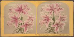 Consider the Lilies how they grow: they toil not, they spin not