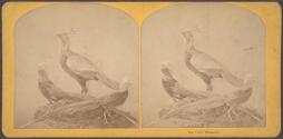 Pheasants