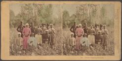 Cotton Pickers, Florida