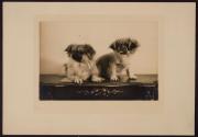 [Two dogs]