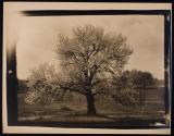 [Flowering tree]
