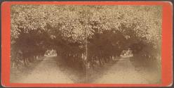 Orange Archway on Mr. Ball's Place, Known as Lovers' Lane