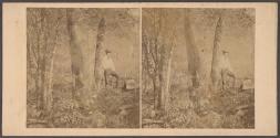 Autumn Studies, The Forest Glade