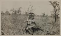 Osa Johnson sitting on dead water buffalo, African Safari