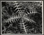 Star-shaped plant, Malloraca