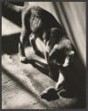 [Cat with toy mouse]
