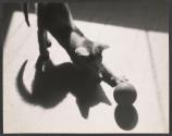[Cat with ball]