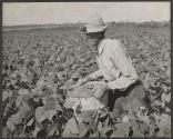 Migrant Picking Beans, Trenton, New Jersey