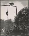 [Monkeys in the zoo]