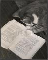 [Cat with book, The Green Shadow]