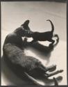 [Cat with kitten]