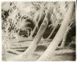 Beach Scene