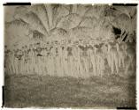 A group of Islanders