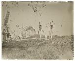 Leuneuwa natives