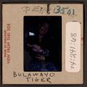[Peggy Muray with tiger cub, Bulawayo, Zimbabwe (travel slide)]