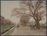 Cherry-Flower of Koganei (Nearly Tokyo)