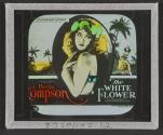 The White Flower