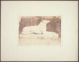 Effigy of Sir W. Scott's favourite dog Maida, by the side of the hall door at Abbotsford