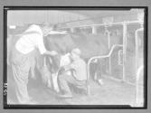 [Boy Milking Cow]