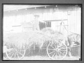 [Farmer on a Horsedrawn Hay Wagon]