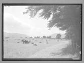 [Haying/Horses]