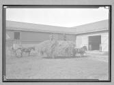 [Large Hay Operation]