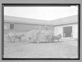 [Farmyard/Hay wagons]