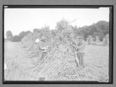 Tying Corn-Stacks