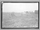 Farm Scene