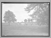 [Cows in Pasture]