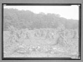 [Cornfield/Workers]