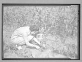 [Woman Gathering Spinach From Garden]