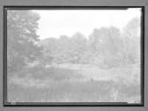 [Clearing in Woods]