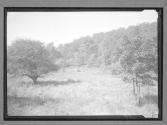 [Field/Woods]