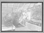 [Man in Greenhouse]