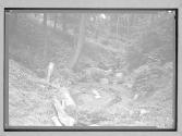 [Stream in Woods]