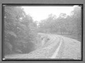 [Grassy Road in Woods]