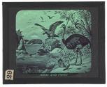 Birds and Fishes