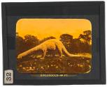 Diplodocus–84 Ft.